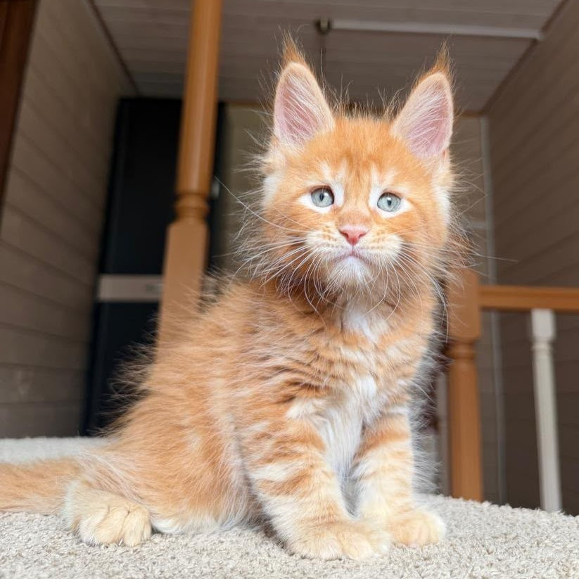 Amur Maine Coon male, red tabby with white