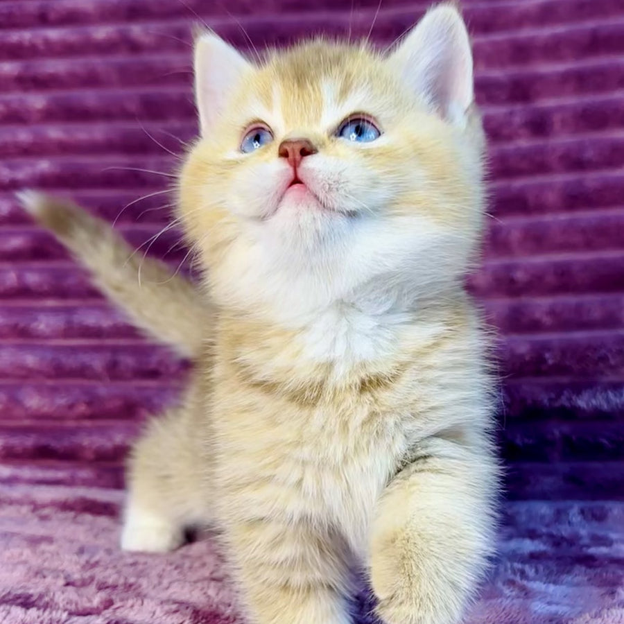 Eden British Shorthair female, cinnamon golden shaded with white