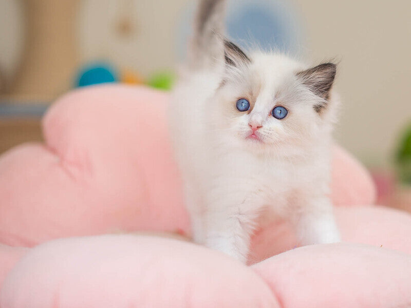 Veda Ragdoll female, seal bicolour