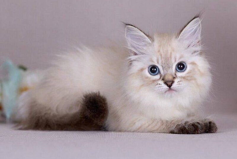 Halva Siberian female black tabby pointed - live animals