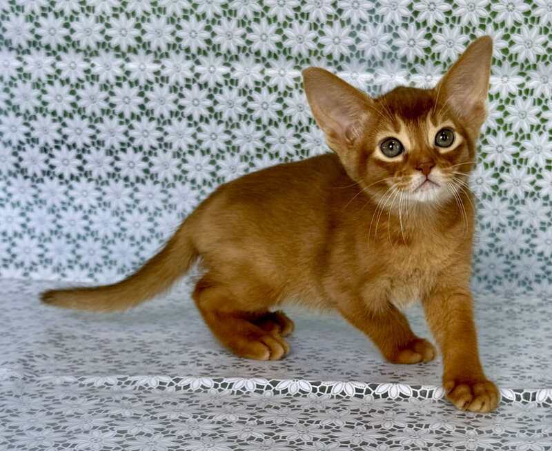 Electra Abyssinian female sorrel - live animals