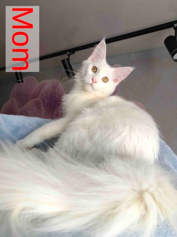 Wisdom Maine Coon male, cream silver tabby