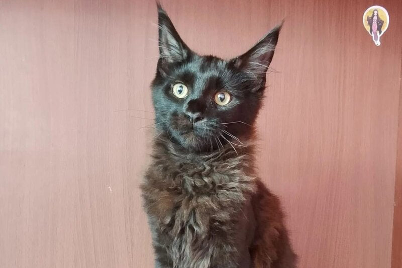 Dark Maine Coon male, black