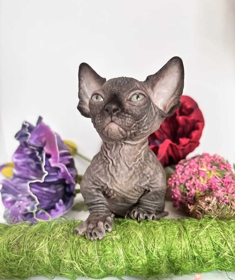 Bali Bambino male black - live animals