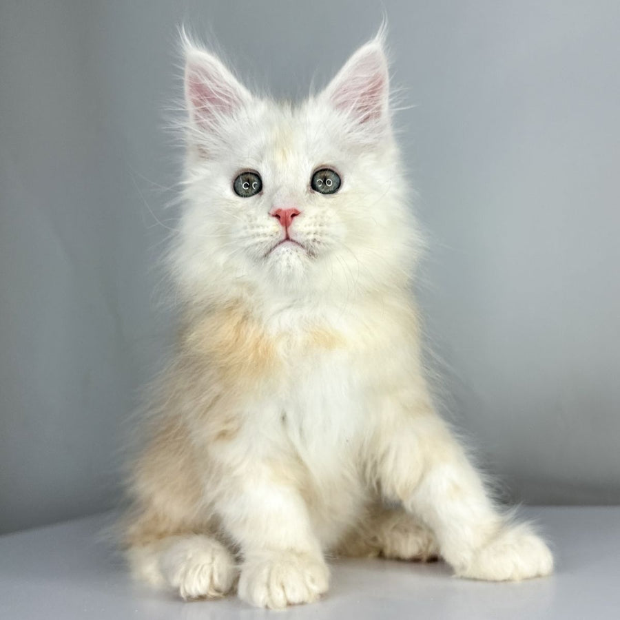 Frank Maine Coon male, red silver tabby