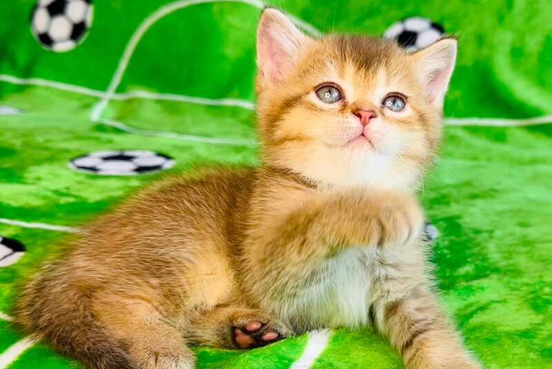 Emelia British Shorthair female, chocolate golden ticked tabby