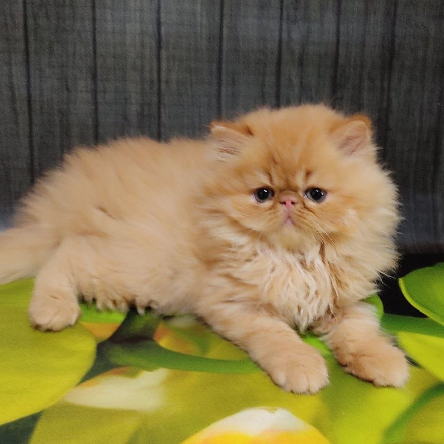 Nilson Persian male, red tabby