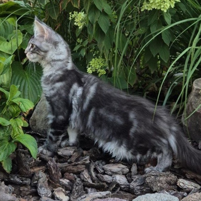 Karate Maine Coon male, black silver tabby