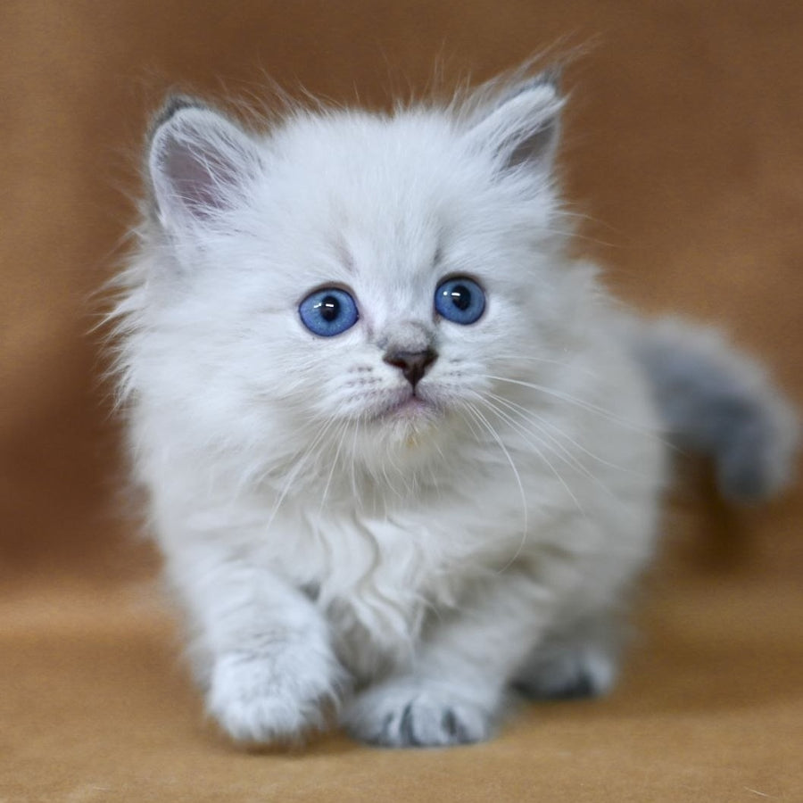 Geizer Neva Masquerade male, blue tabby pointed
