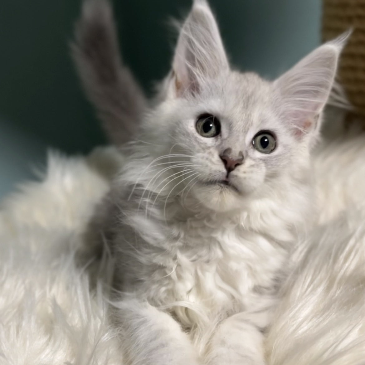 Galaxy Maine Coon female, blue silver shaded