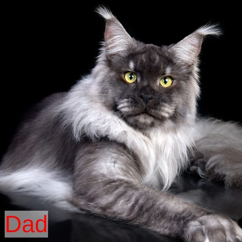 Lutik Maine Coon male, blue silver tabby