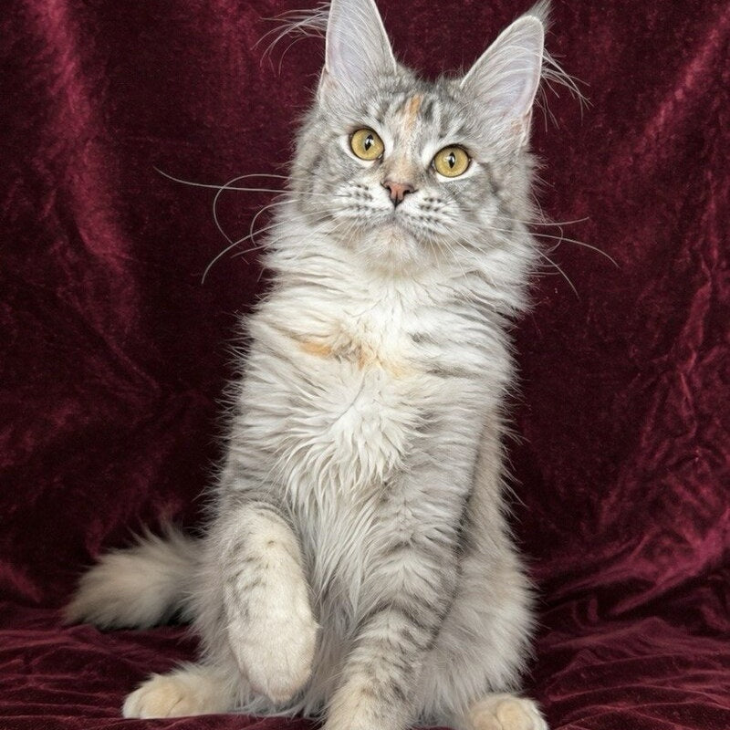 Gemma Maine Coon female, black tortie silver ticked tabby