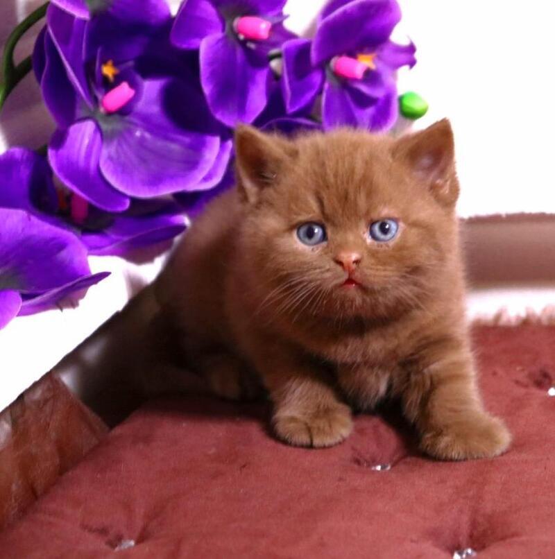 Peper British Shorthair male cinnamon - live animals