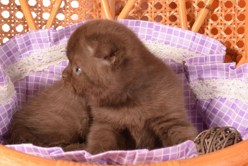 Timon Scottish Fold male, chocolate