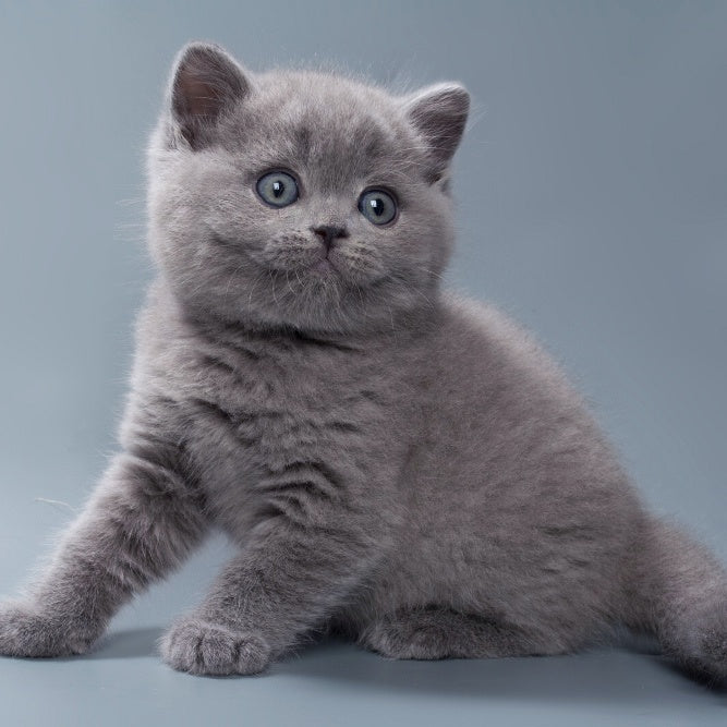 Quick British Shorthair male, blue