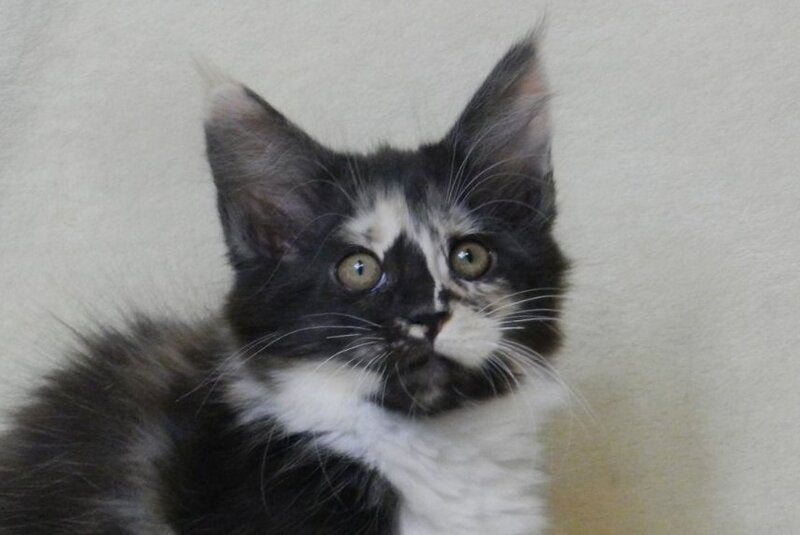 Evie Maine Coon female black tortie bicolour live animals