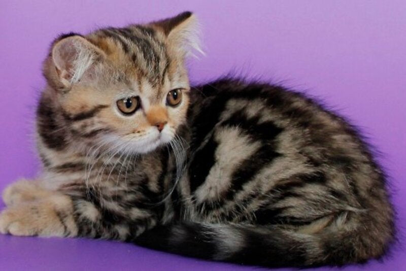 Rose British Shorthair female, black tabby