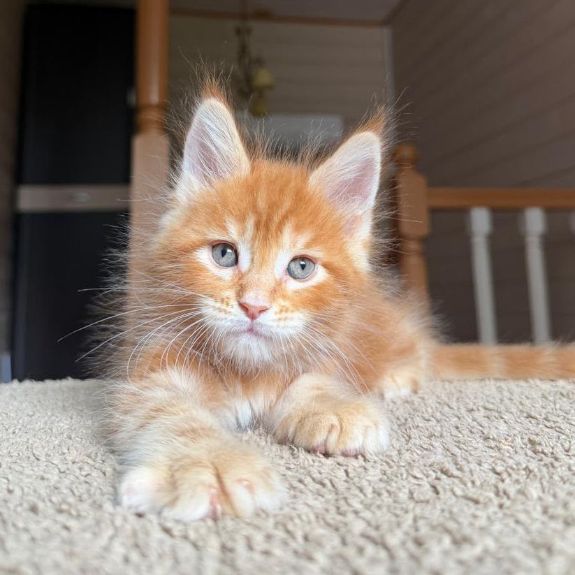 Alf Maine Coon male, red tabby with white