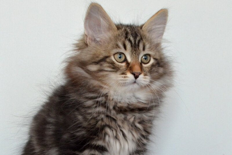 Simon Siberian male, black tabby