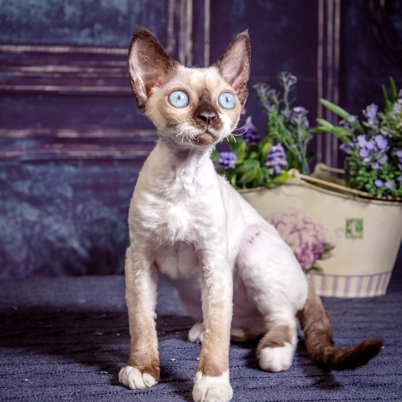 Iriska Devon Rex female, chocolate bicolour pointed