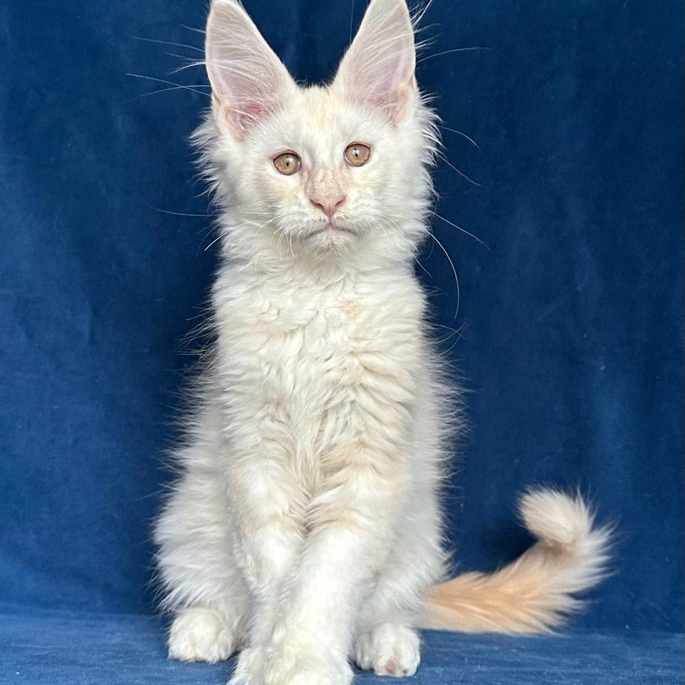 Large Sam Maine Coon male, red silver shaded