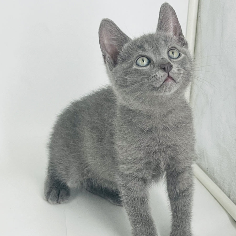 Archie Russian Blue male, blue