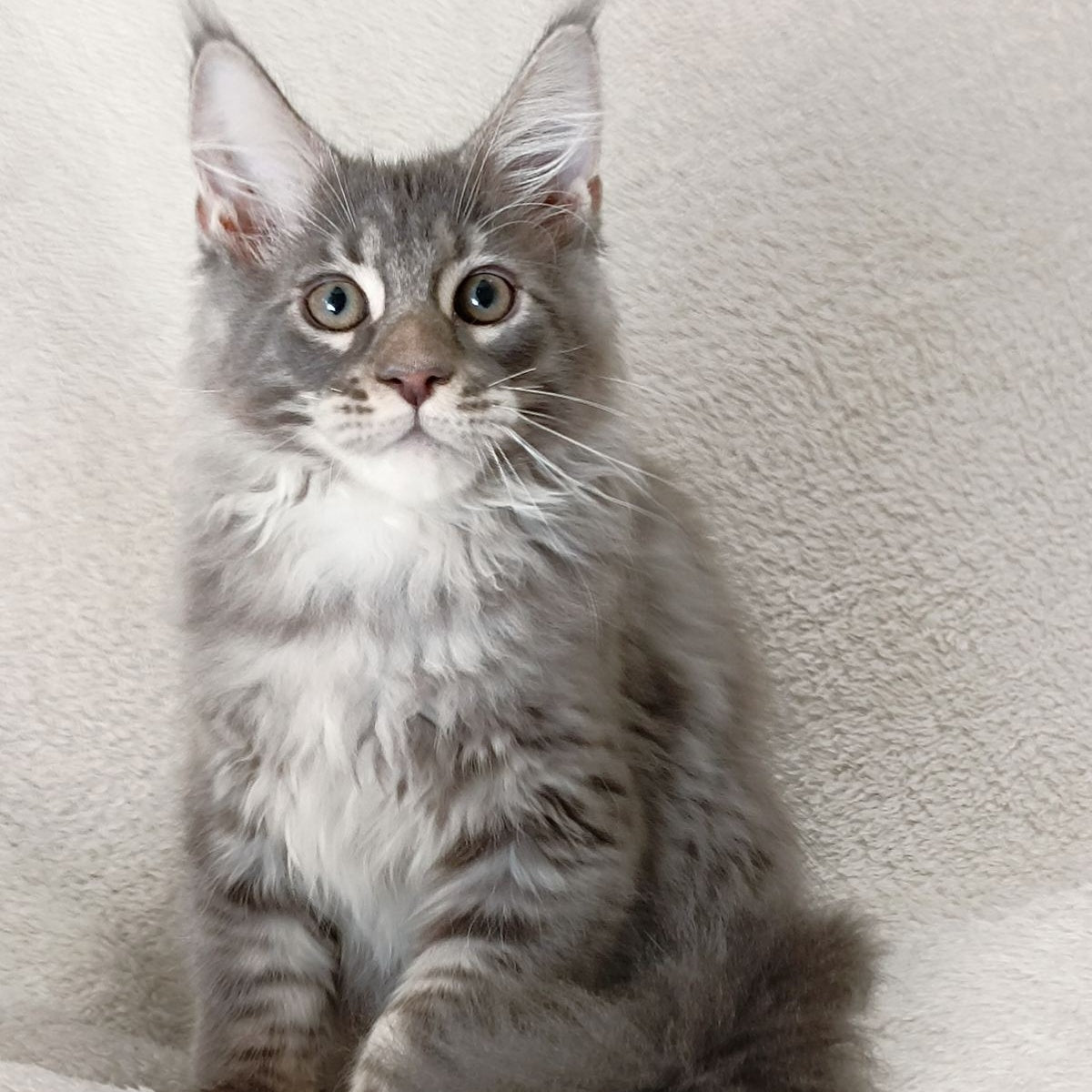 Quester King Maine Coon male, blue tabby