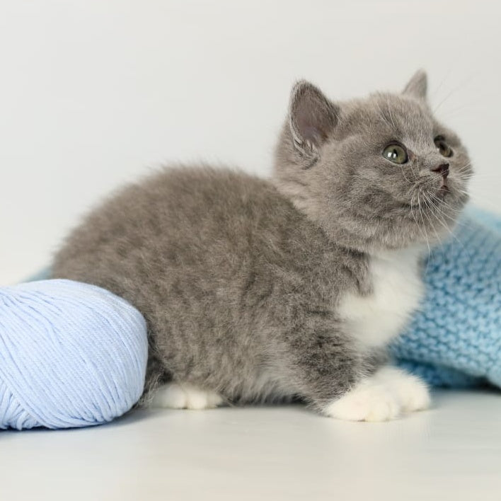 Petra British Shorthair female, blue bicolour