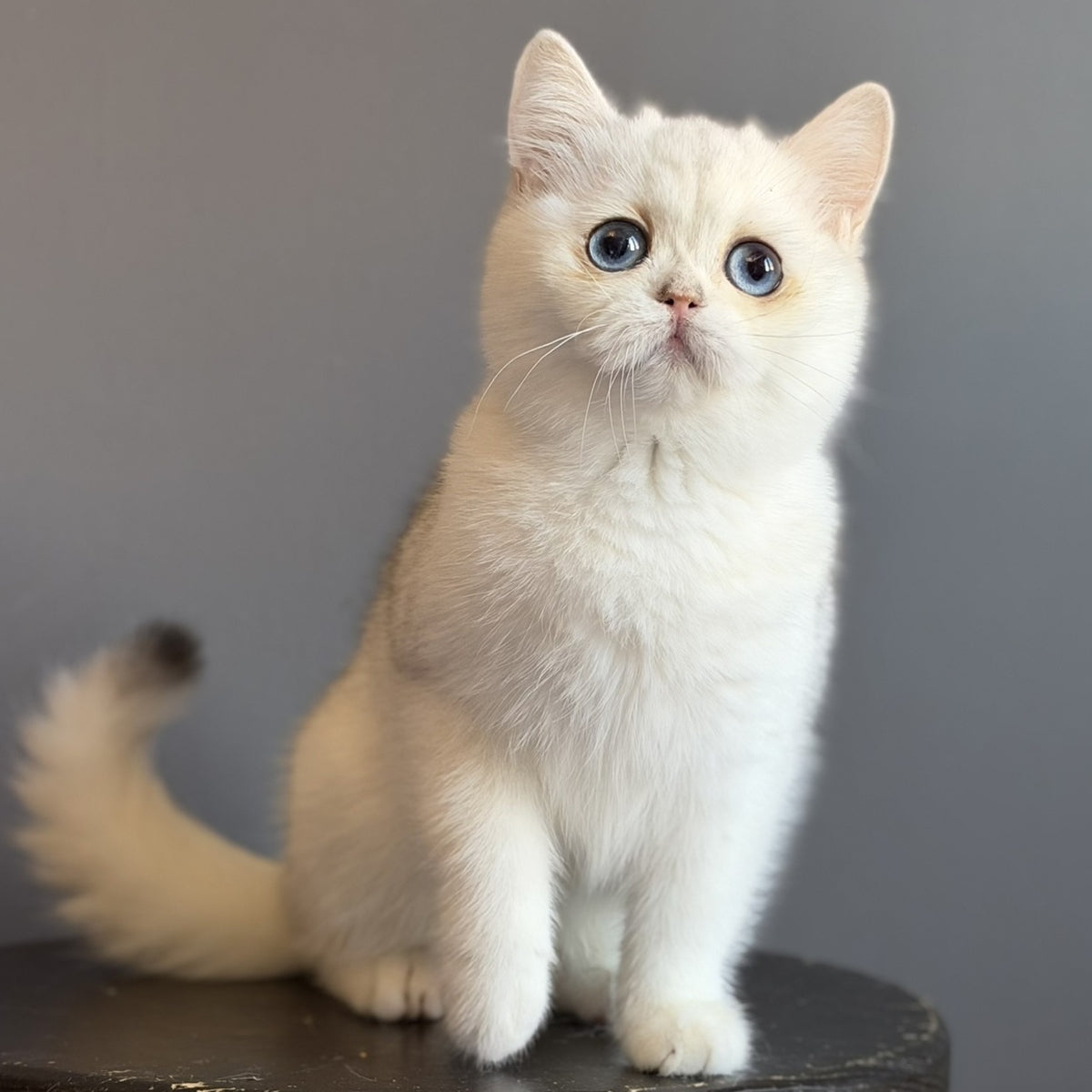 Vika British Shorthair female, black silver chinchilla