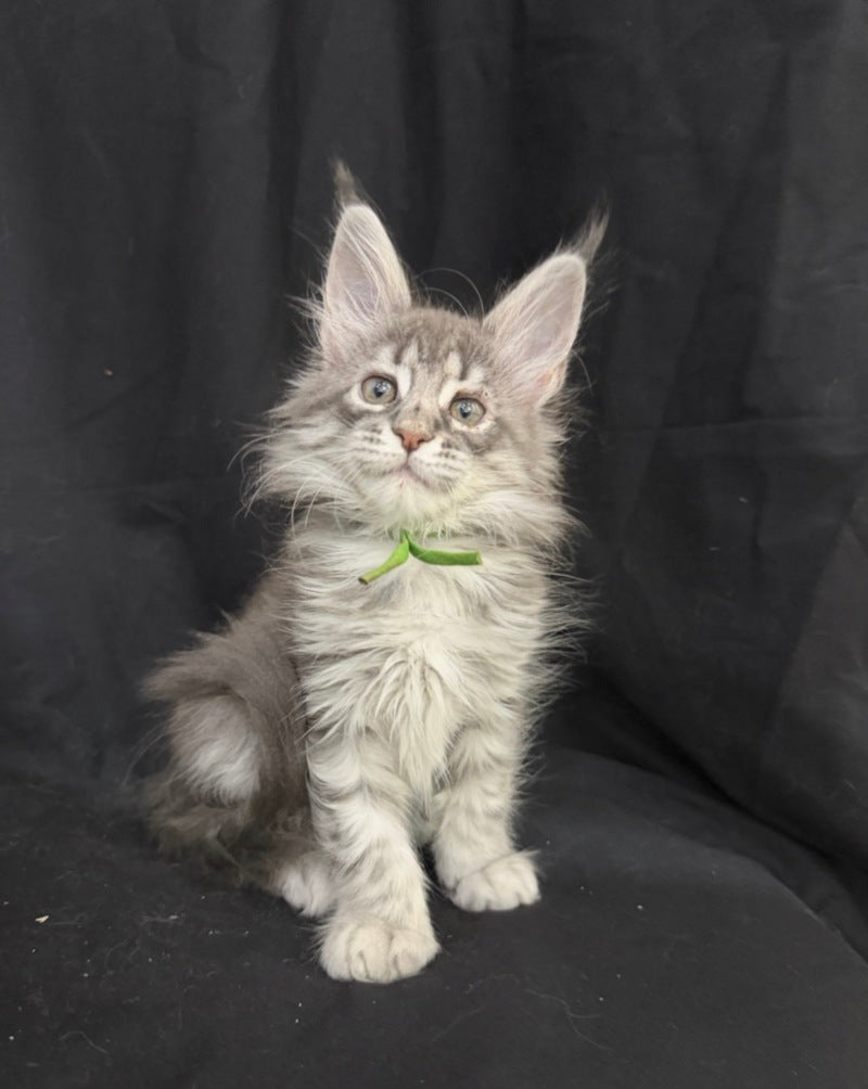 Zimba Maine Coon female, blue silver tabby
