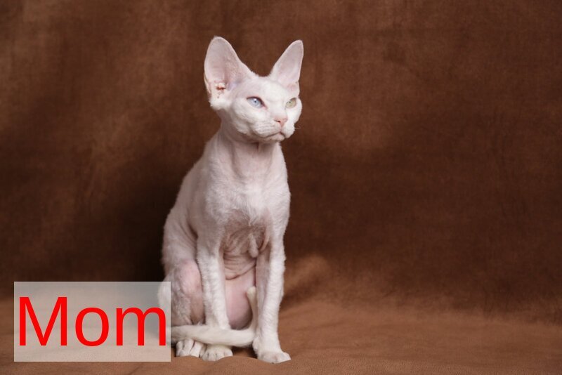 Iriska Devon Rex female chocolate live animals