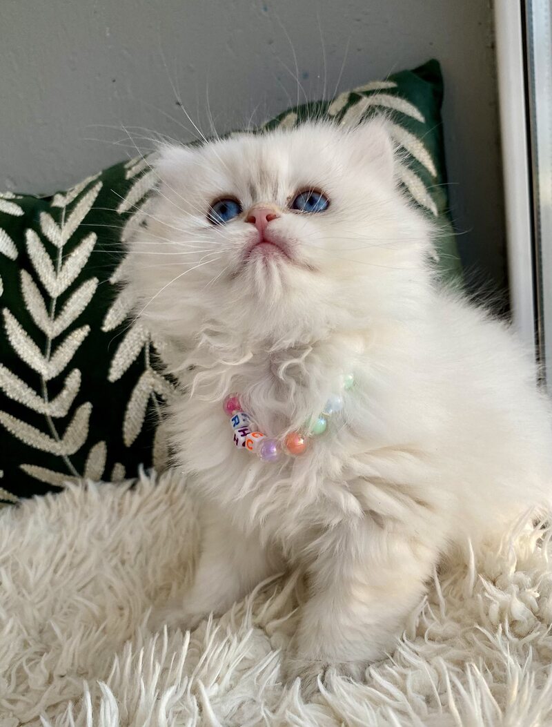 Zefir British Longhair male black golden shaded pointed - live animals