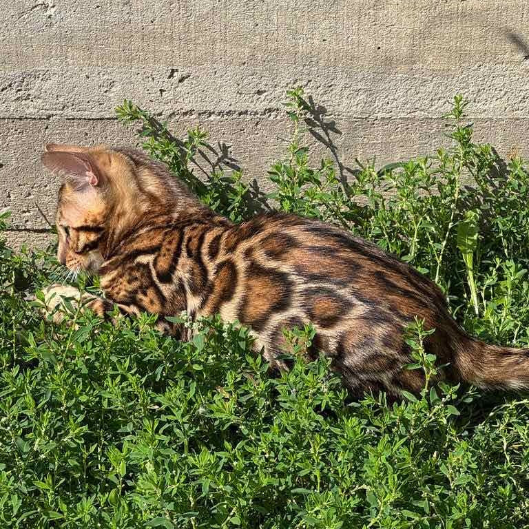 Wind Bengal male, black spotted tabby