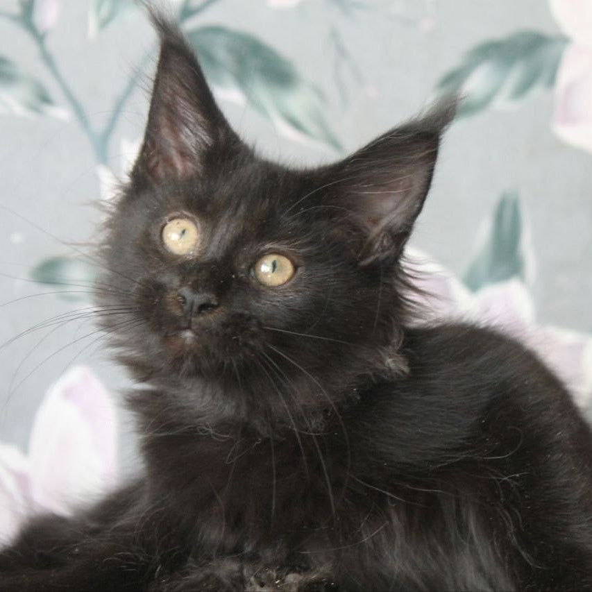 Nazira Maine Coon female, black