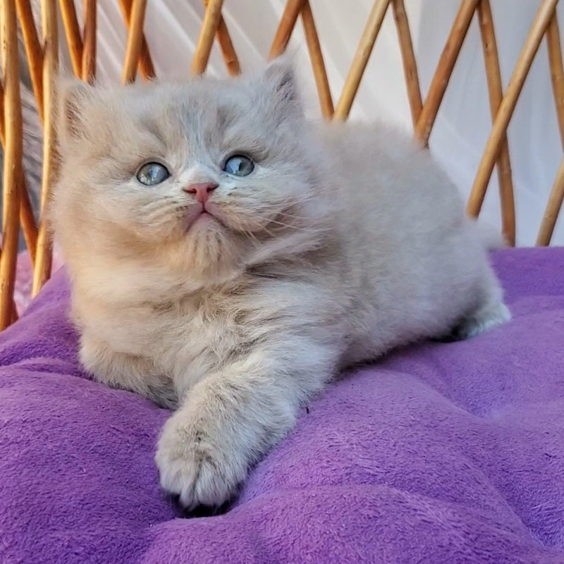 Yoshi British Longhair male, fawn