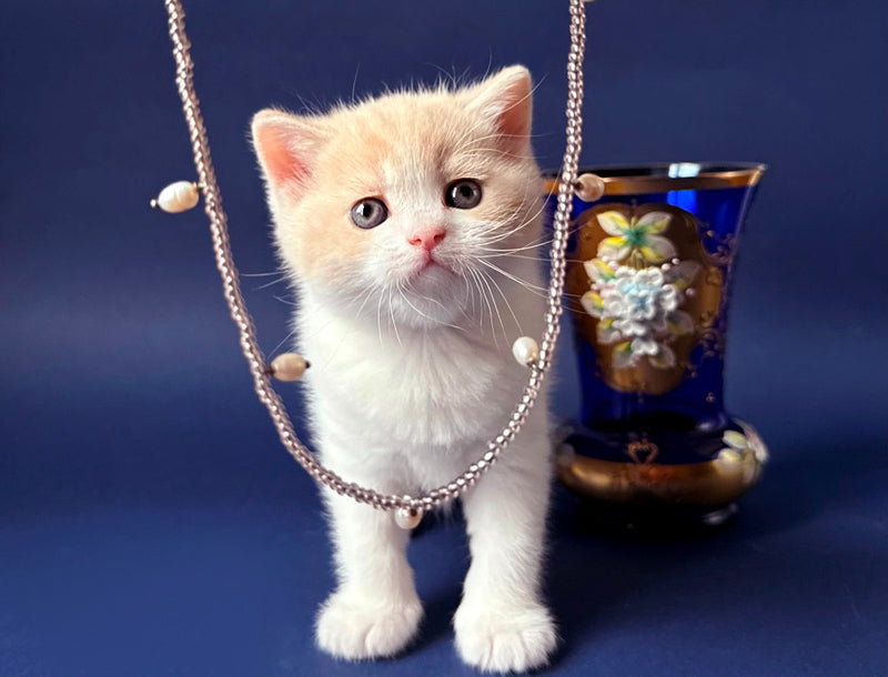 Luigi British Shorthair male, cream bicolour