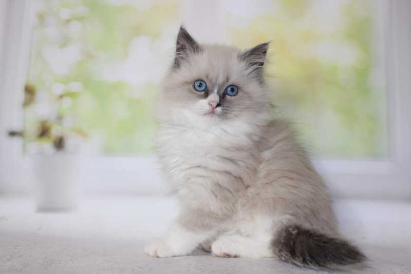 Nekole Siberian female blue pointed bicolour - live animals
