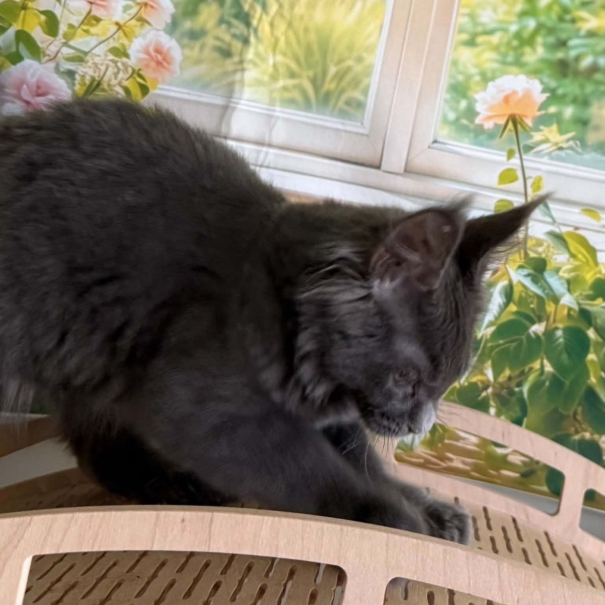 Yeremey Maine Coon polydactyl 6x6x6x6 male, blue