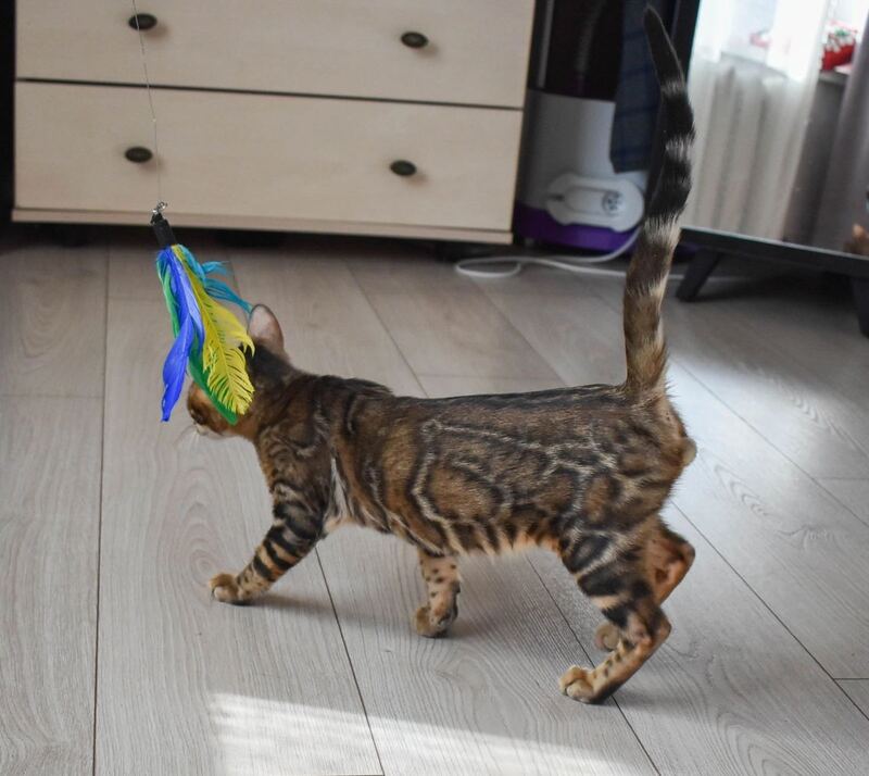 Wolf Bengal male black spotted tabby - live animals