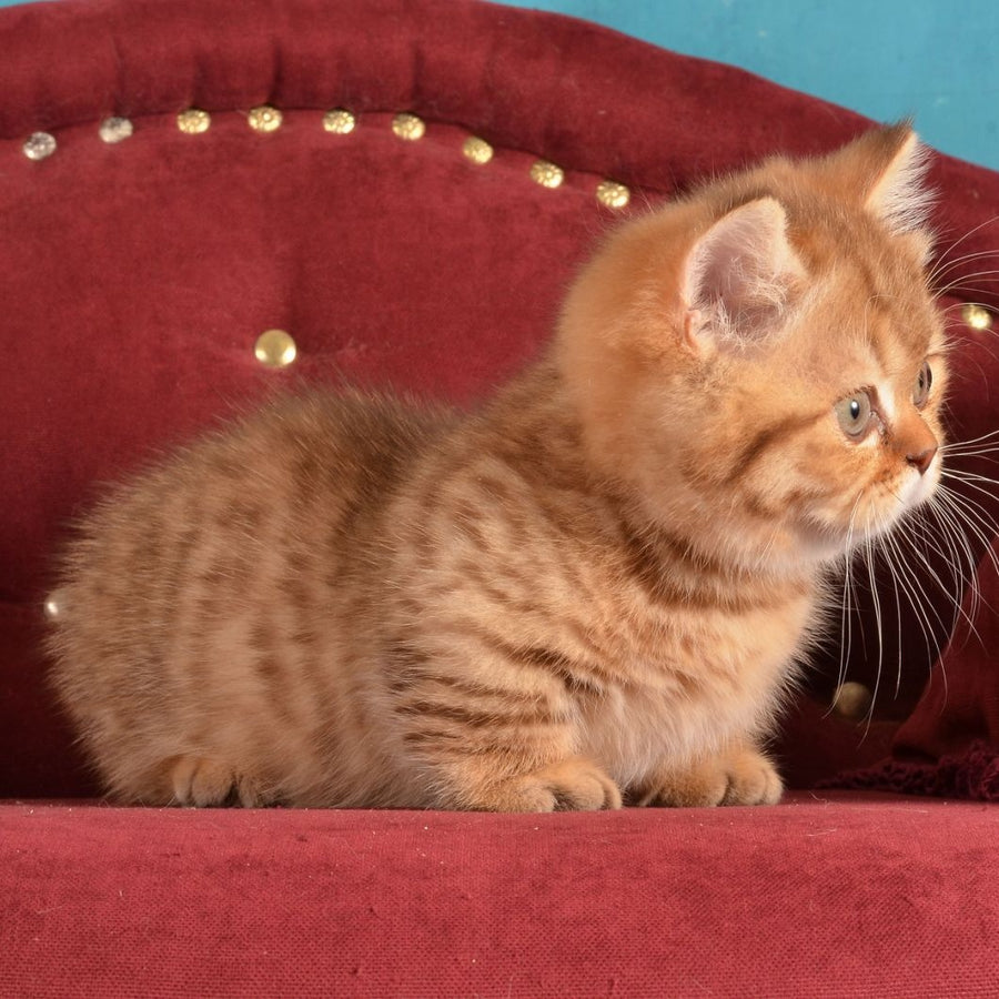Holly Munchkin female, chocolate spotted tabby
