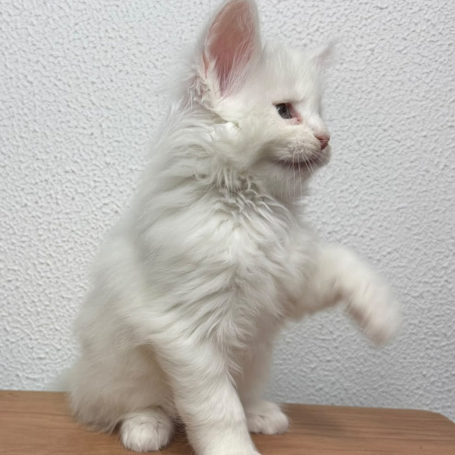 Bentley Maine Coon female, white