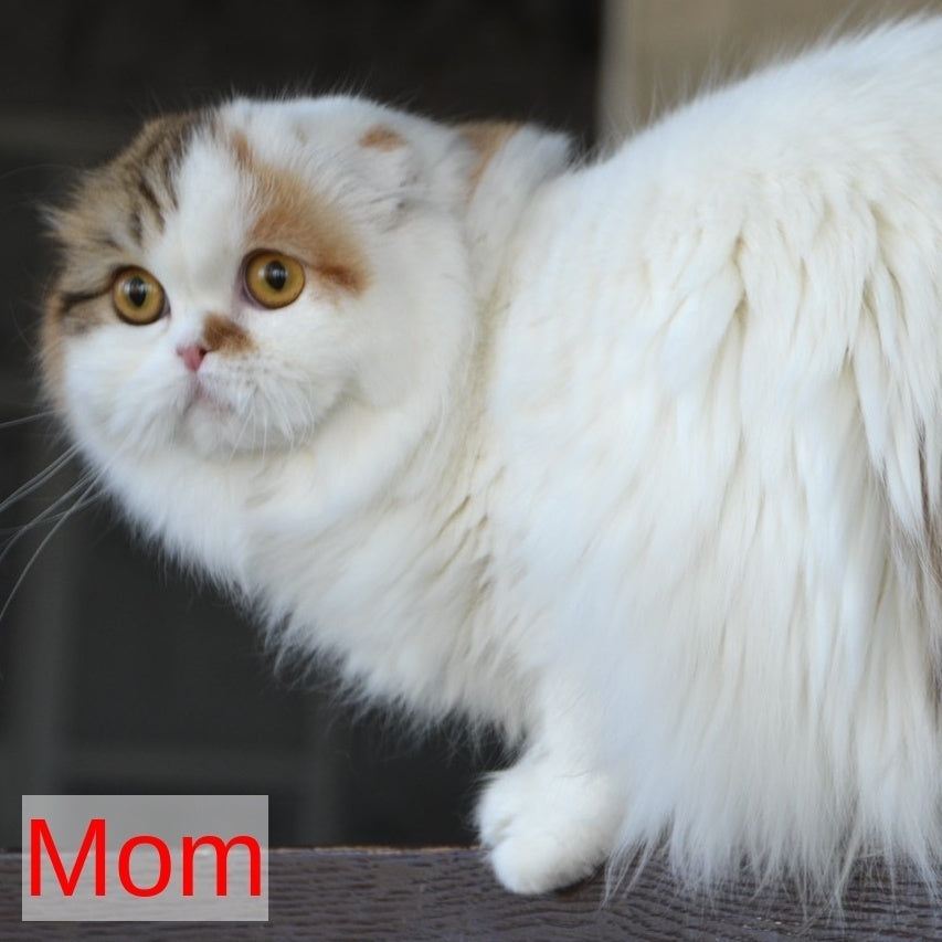 Kash Scottish Fold female, black tabby bicolour