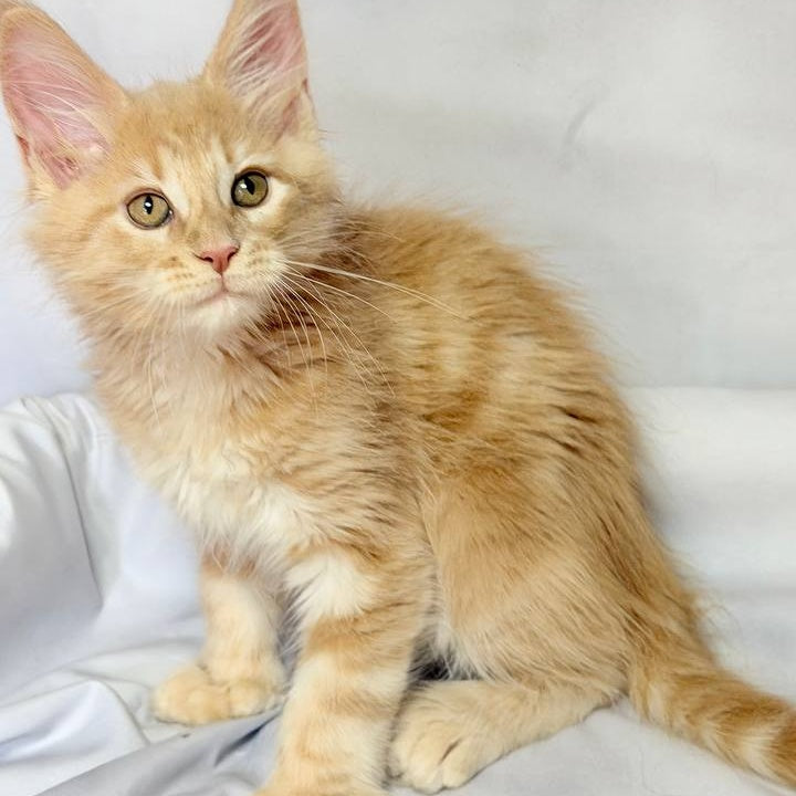 Lyndon Maine Coon polydactyl 5x5x6x6 male, cream silver tabby