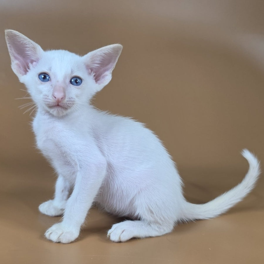 Draco Siamese male, red
