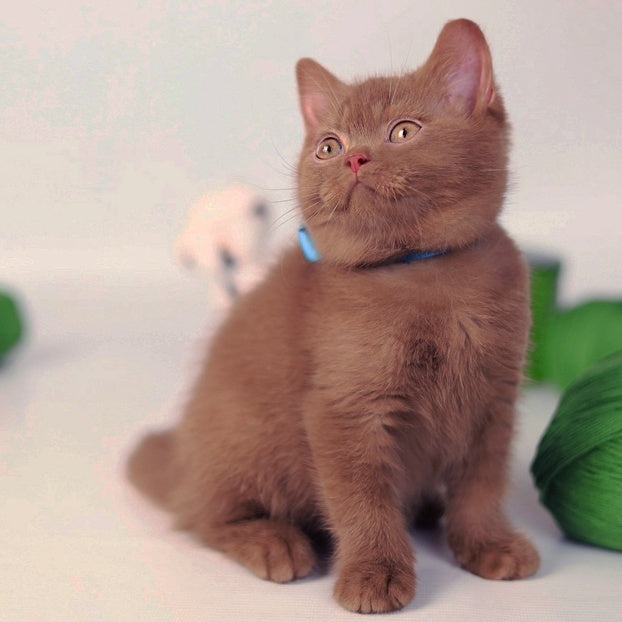 Lord British Shorthair male, cinnamon