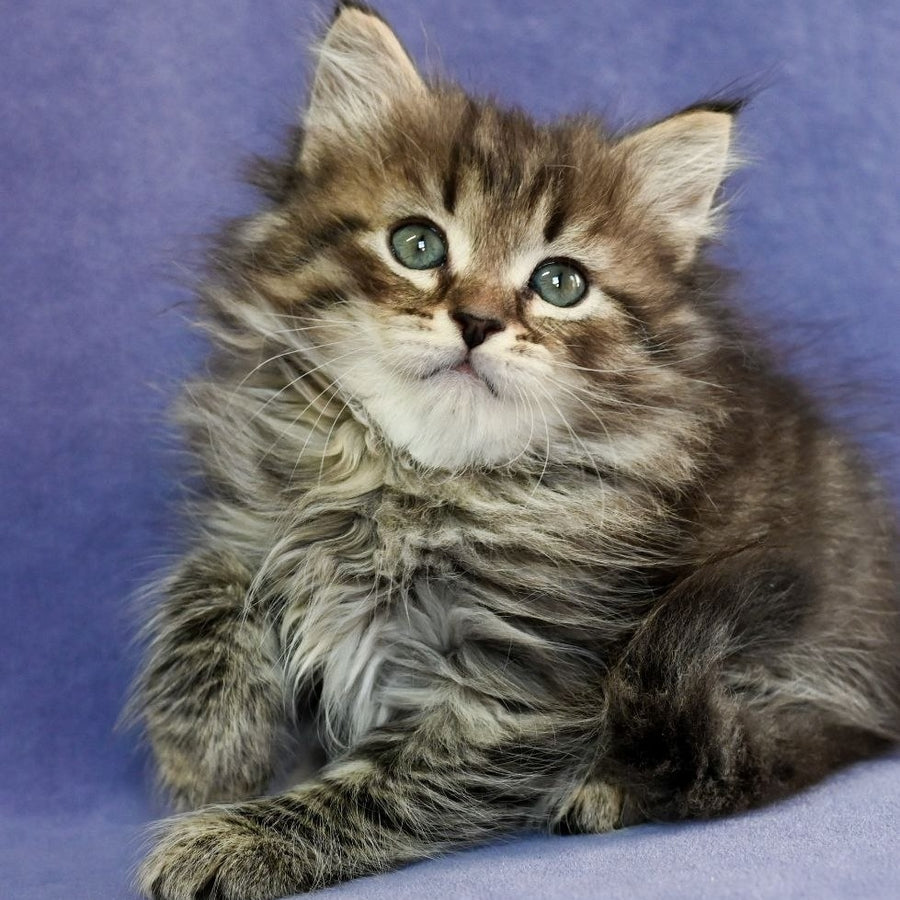Ilusion Siberian male, black spotted tabby