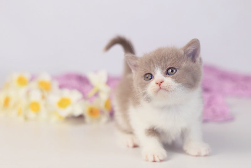 Quiana British Shorthair female lilac bicolour - live animals
