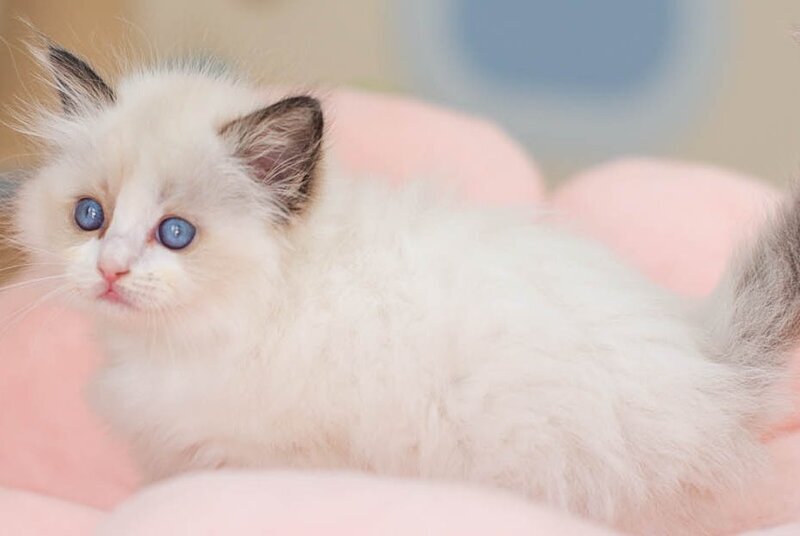 Veda Ragdoll female, seal bicolour