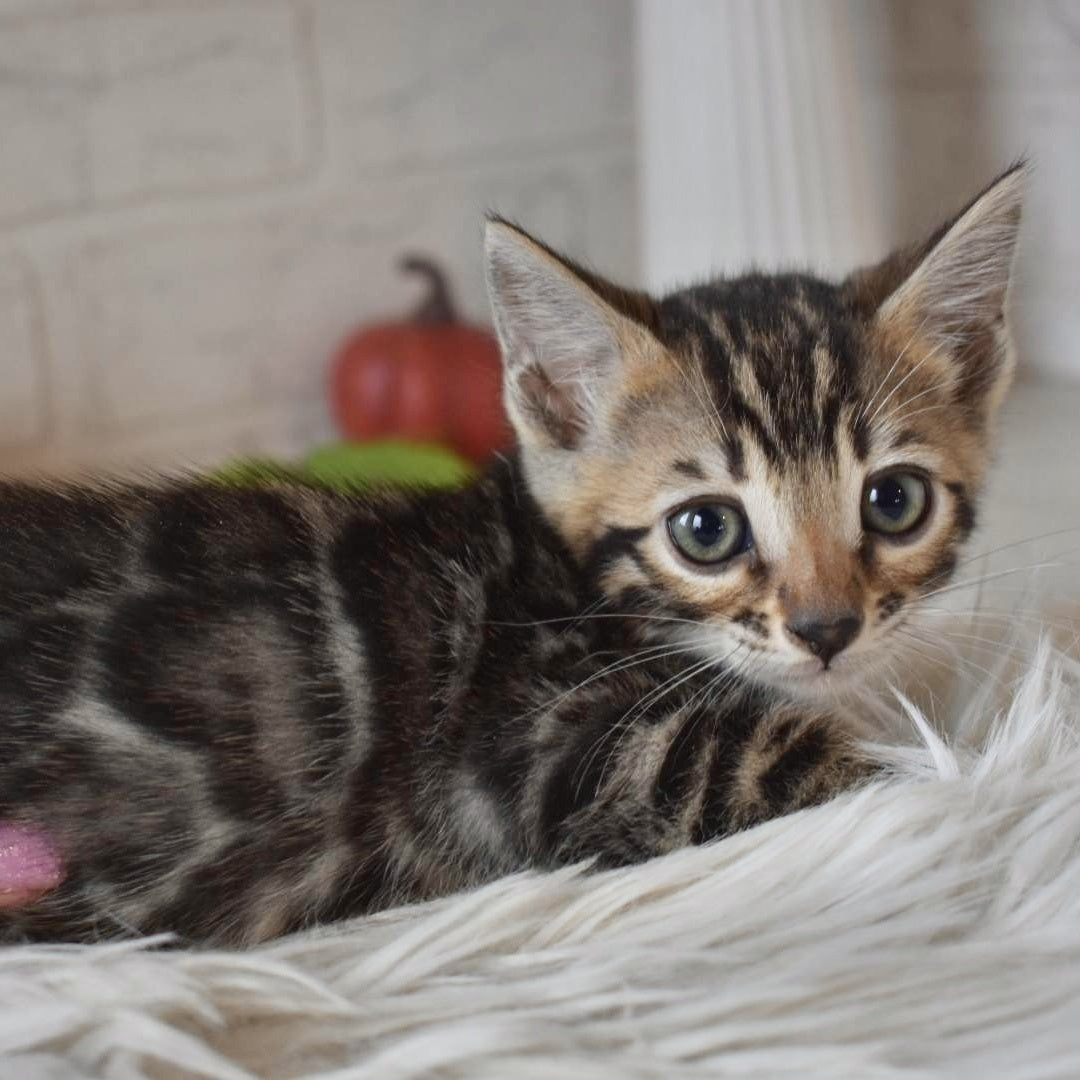Bubi Bengal male, black spotted tabby