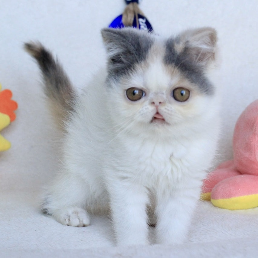 Yasia Persian female, blue tortie bicolour